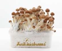 100% MYCELIUM XL B+ | Paddo Growkit 2100cc